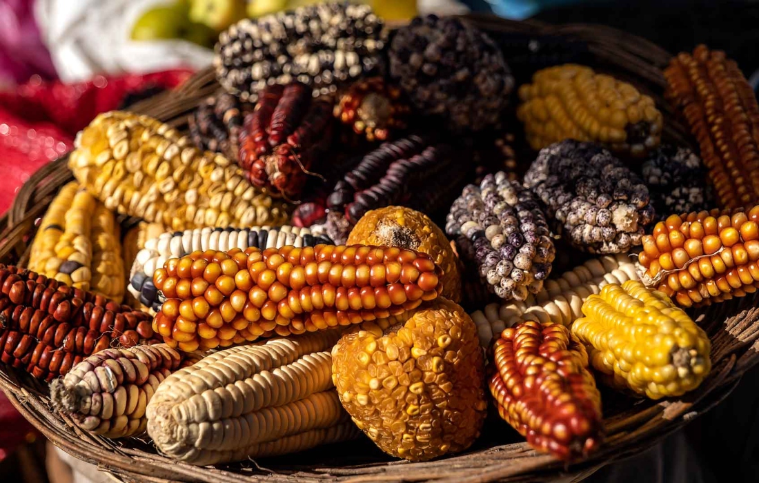 Publican decreto que protege al maíz nativo en México