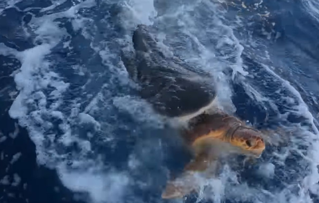 Viral: Tortuga lucha por su vida para evitar ser devorada por tiburón