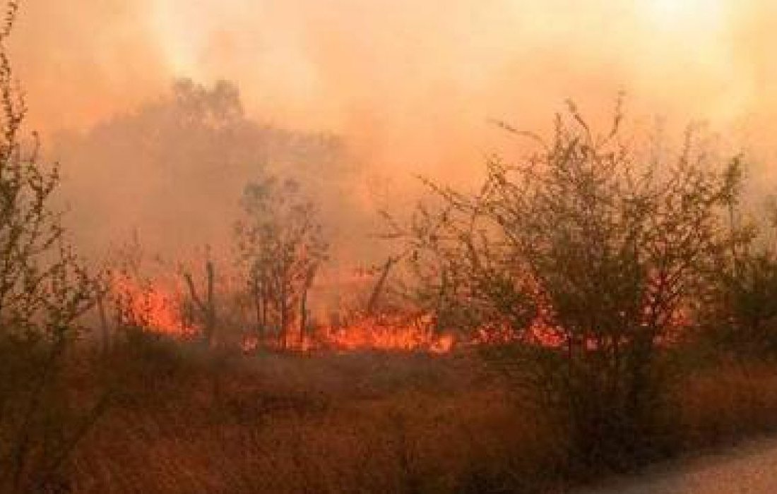 20 incendios activos afectan áreas urbanas y rurales en SLP