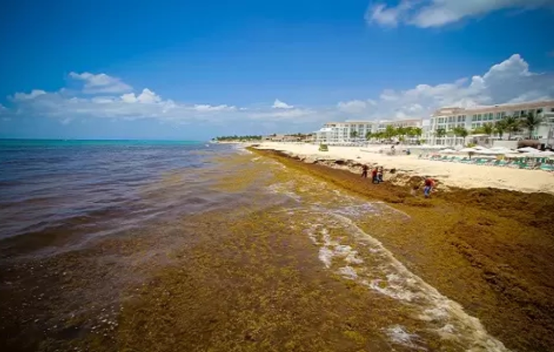 Incrementa sargazo su máximo histórico en el mar Caribe