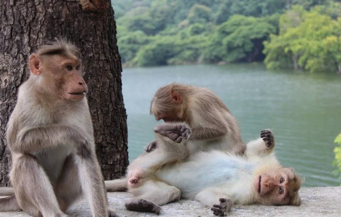 Reino Unido anuncia primer caso de viruela de mono